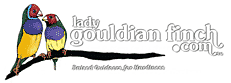 Lady Gouldian Finch